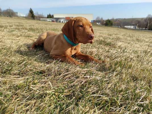 Dogorama Photo Challenge - Der Frühling kommt-Beitrag-Bild