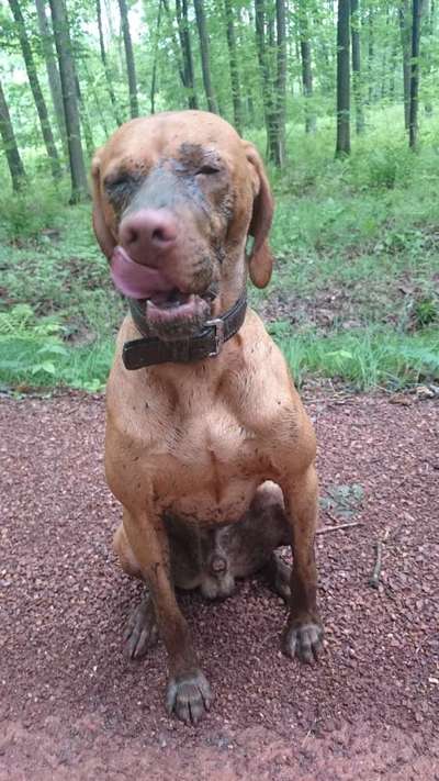 FOTOCHALLENGE 72 - Glücklicher Hund im Schmuddel-Look-Beitrag-Bild
