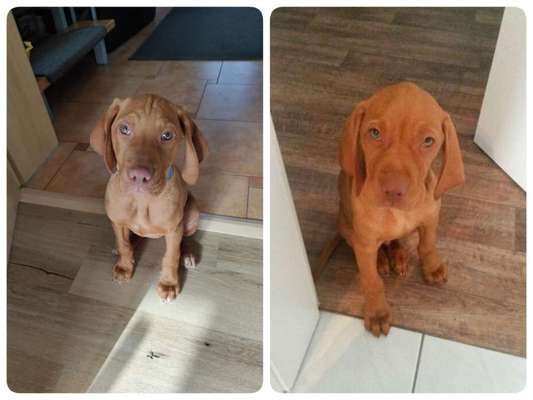 Welpen Bilder !-Beitrag-Bild