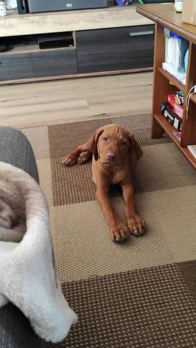 Welpen Bilder !-Beitrag-Bild