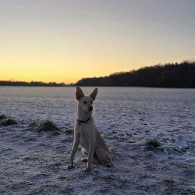 Hundetreffen-Spielrunden, Gassi gehen oder Erziehung-Bild