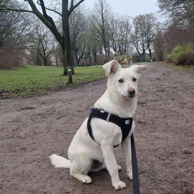 Hundetreffen-spielen, Gassi gehen, Hundesport oder erziehung