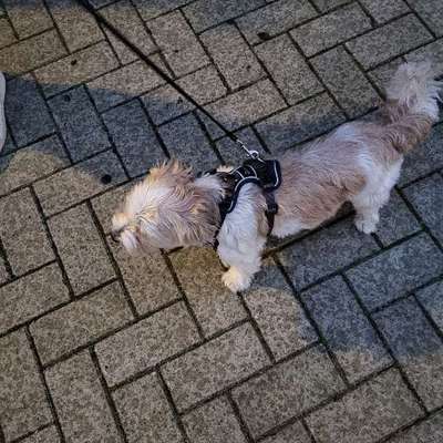 Hundetreffen-Spieltreff-Bild