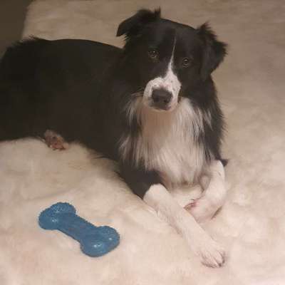 Hundetreffen-Suche Spielgefährten-Profilbild