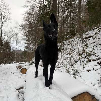 Hundetreffen-Hundebegegnungen/-runden mit junger Mali-Hündin-Bild