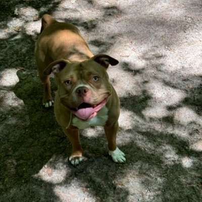 Hundetreffen-Robuste spiele Gruppe gesucht-Bild