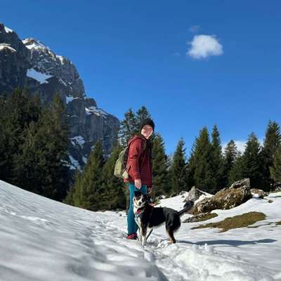 Hundetreffen-Spielen und spazieren in Wald-Bild