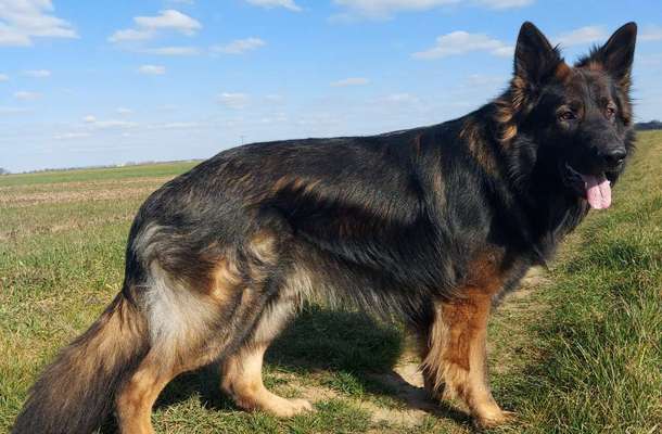 Hundetreffen-Begegnungstraining mit Pöbelbär Basco-Bild