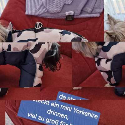 Geschirr mit Frontclip-Beitrag-Bild