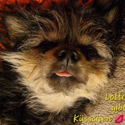 Hundetreffen-Hallo 👋 wer möchte mit uns🐺&💁‍♀️ spazieren gehen?-Bild