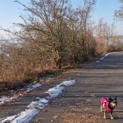 Tierschutzhund - Bellen bei Geräuschen im Treppenhaus-Beitrag-Bild