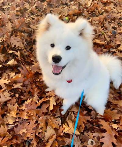 Hundetreffen-Spielgefährte für Samojeden (Junghund) gesucht, gerne auch für Gassirunden ☺️-Bild