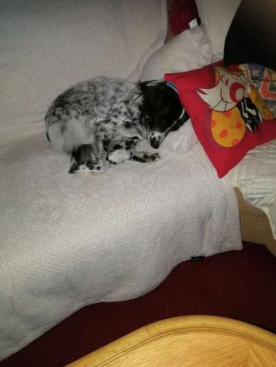 TierschutzhundeStammtisch🐕-Beitrag-Bild