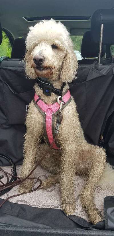 Alles rund um den Pudel-Beitrag-Bild