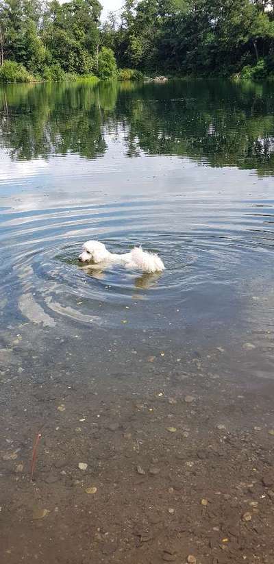 Alles rund um den Pudel-Beitrag-Bild