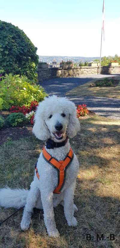 Alles rund um den Pudel-Beitrag-Bild