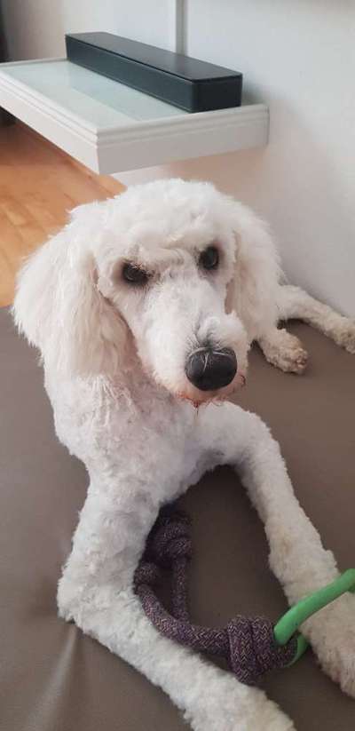 Hundefrisör in Bonn und Umgebung-Beitrag-Bild