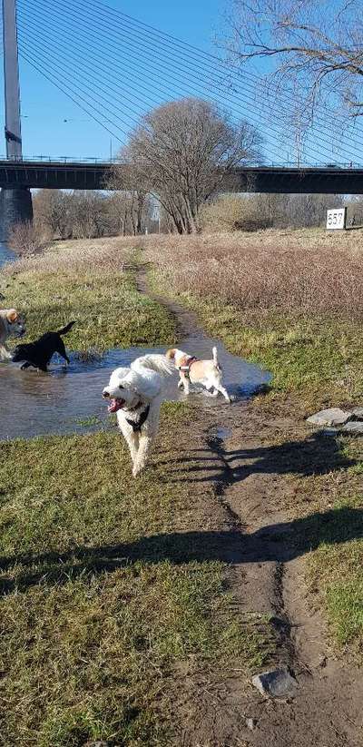 Alles rund um den Pudel-Beitrag-Bild