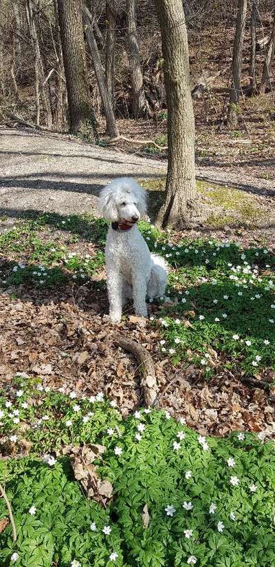 Alles rund um den Pudel-Beitrag-Bild