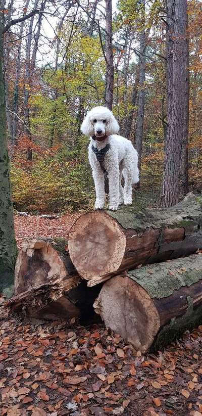 Charakter Pudel-Beitrag-Bild