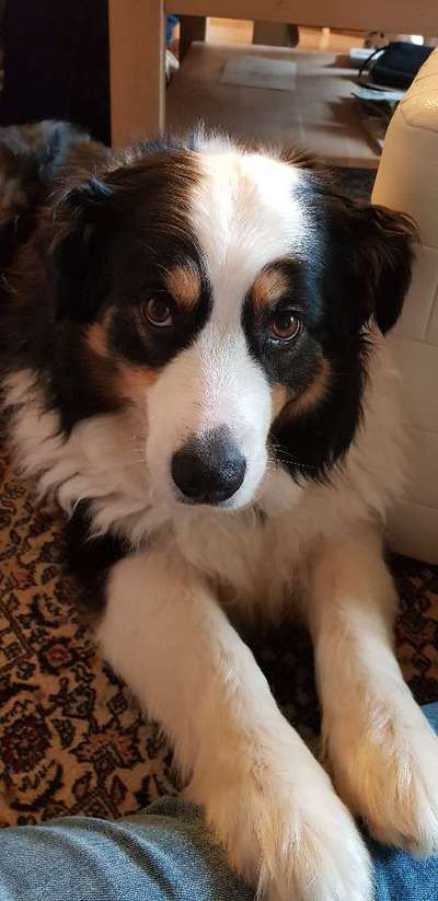 Aussies-Beitrag-Bild