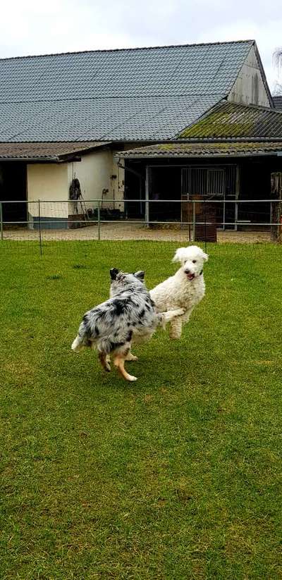 Alles rund um den Pudel-Beitrag-Bild