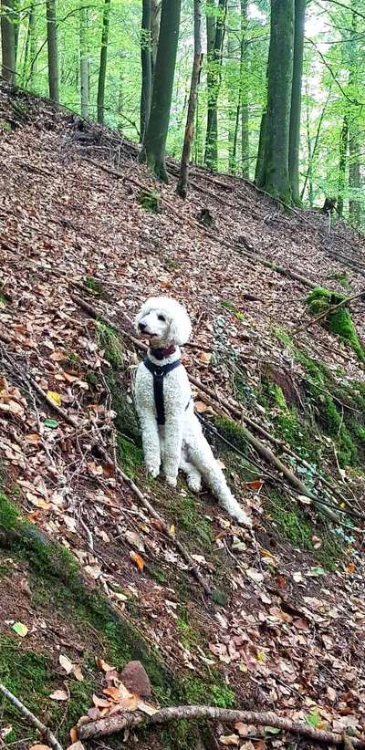 Alles rund um den Pudel-Beitrag-Bild