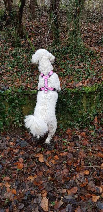 Alles rund um den Pudel-Beitrag-Bild