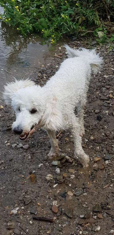 Alles rund um den Pudel-Beitrag-Bild