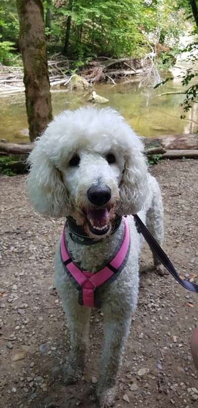 Richtige Hundegeschirr?-Beitrag-Bild