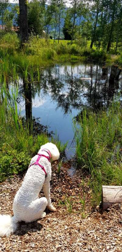 Dogorama Photo Challenge - Tierischer Urlaub-Beitrag-Bild