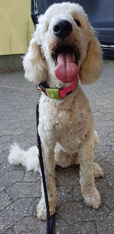 Zeige das lustigste Bild eures Hundis-Beitrag-Bild