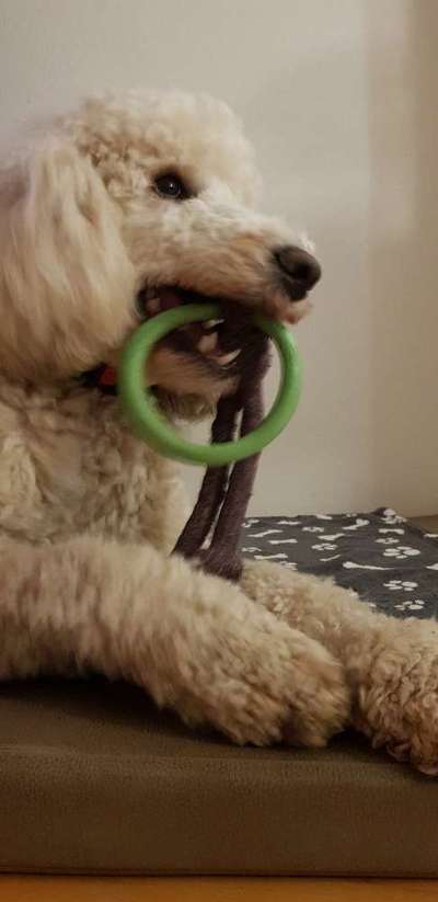 Nachhaltige Hundeshops-Beitrag-Bild