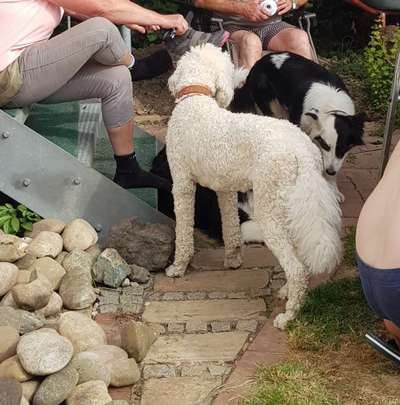 Alles rund um den Pudel-Beitrag-Bild