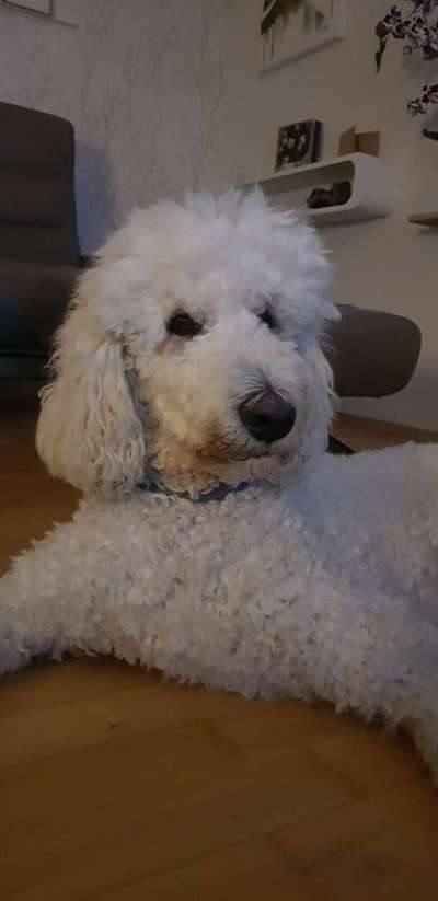 Doppelgänger gesucht !-Beitrag-Bild