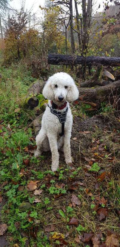 Alles rund um den Pudel-Beitrag-Bild