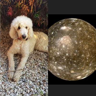 Wie heißt dein Hund?-Beitrag-Bild