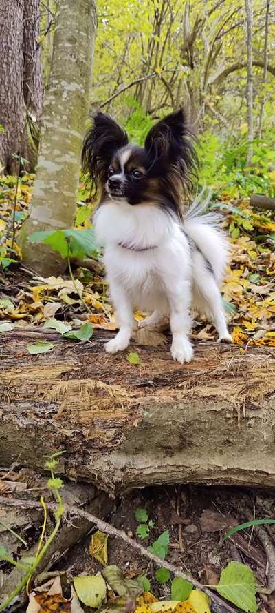 Wo sind die Papillon Besitzer?-Beitrag-Bild
