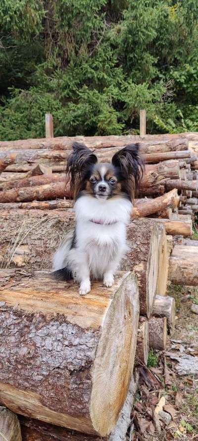 Wo sind die Papillon Besitzer?-Beitrag-Bild
