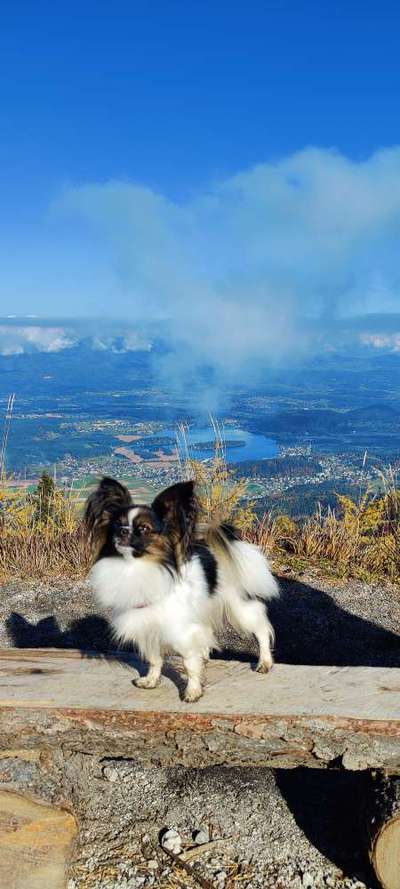 Wo sind die Papillon Besitzer?-Beitrag-Bild