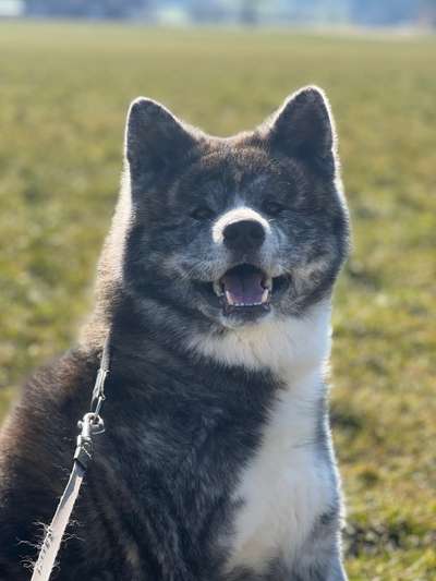 Hundetreffen-Akitas Schweiz-Bild