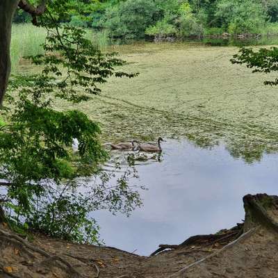 Hundetreffen-Französisches Bulldoggen Trio sucht Spielkameraden-Bild