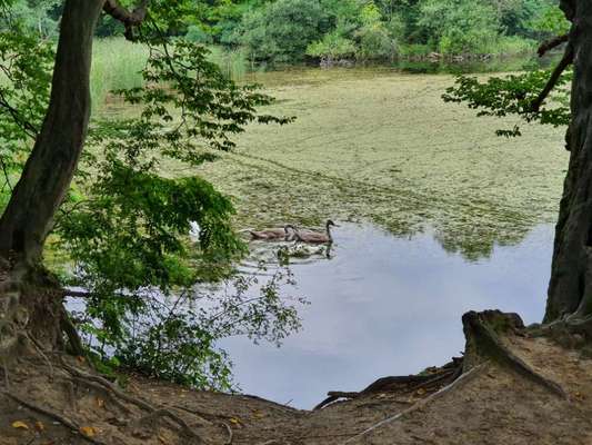 Hundeauslaufgebiet-Trimm Dich Wald-Bild