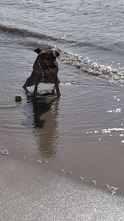 Dogorama-Monats-Challenge-Mai "Wasser"-Beitrag-Bild