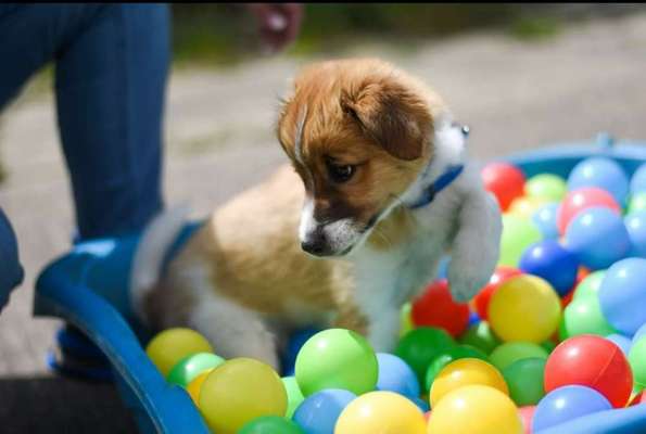 Welpen Bilder !-Beitrag-Bild