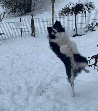 Dogorama Photo Challenge - Es wird nochmal kalt!-Beitrag-Bild