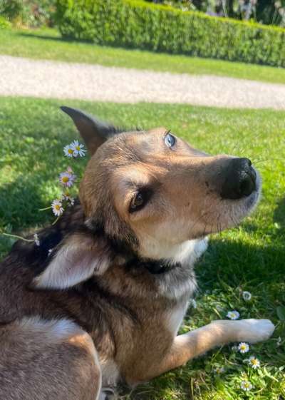 Hundetreffen-Freunde für Blue gesucht 🌞-Bild