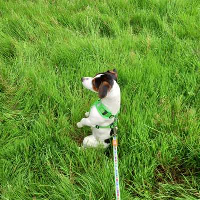 Welpen Bilder !-Beitrag-Bild