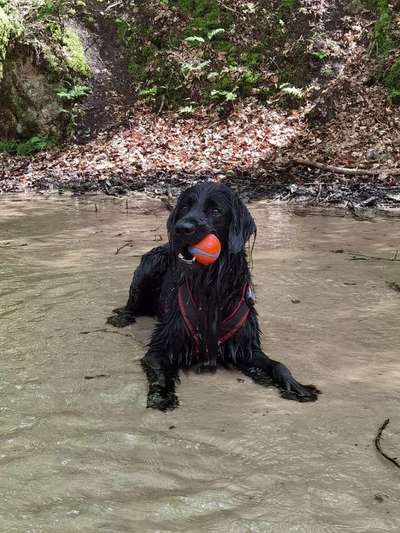 Irisch setter-Beitrag-Bild