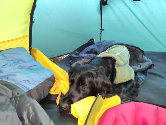 Irisch setter-Beitrag-Bild